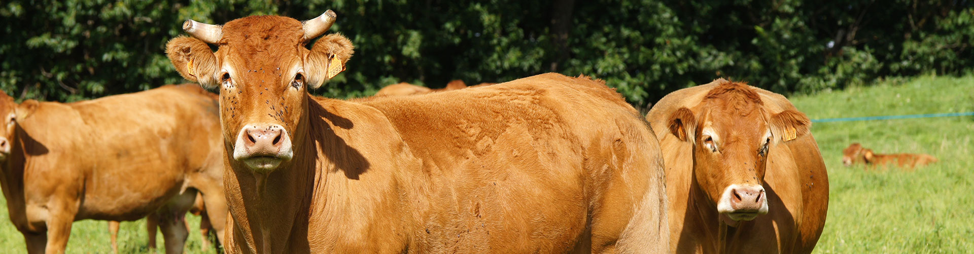 Vache de race limousine Sousceyrac en Quercy 