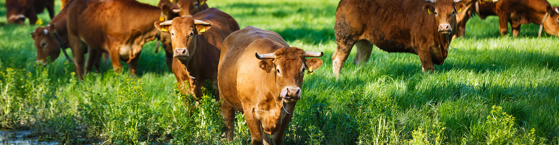Éleveurs et producteurs de viande de bœuf à Sousceyrac-en-Quercy