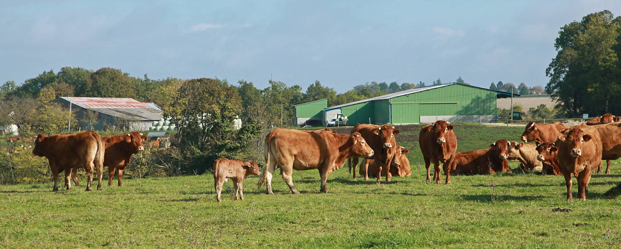 Éleveurs et producteurs de viande de bœuf à Sousceyrac-en-Quercy